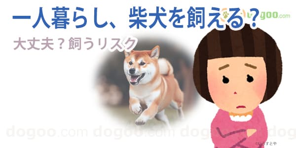 1人暮らし 柴犬 飼いたい