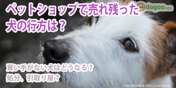 ペットショップ売れ残りどうなる ペットショップ売れ残り犬を飼うメリットとリスク :