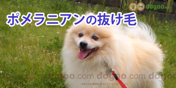 ポメラニアンの抜け毛が多い 時期や対策は 犬のq A集 Dogoo Com