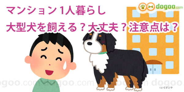 マンション一人暮らし 大型犬を飼える 注意点は 犬のq A集 Dogoo Com