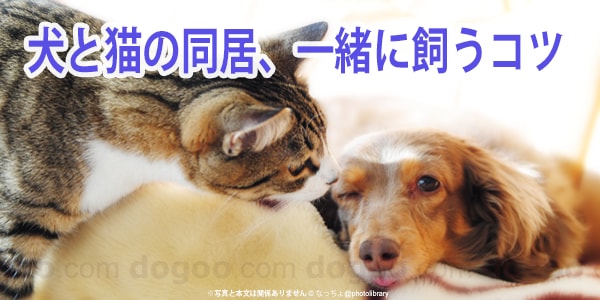 犬と猫の同居 一緒に飼うコツ 犬のq A集 Dogoo Com