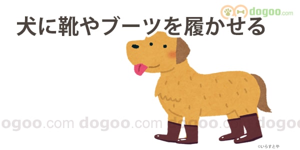 犬に靴を履かせる メリットとデメリット 犬のq A集 Dogoo Com