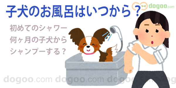 子犬のお風呂はいつから 初めてのシャワーは何ヶ月 犬のq A集 Dogoo Com