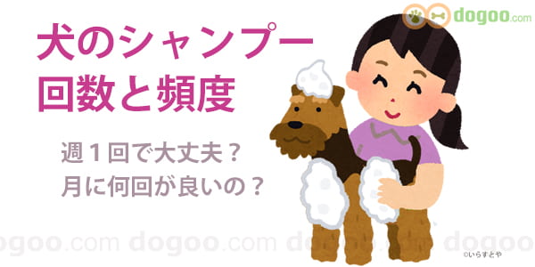 犬をシャンプーする回数と頻度 週1回で大丈夫 犬のq A集 Dogoo Com