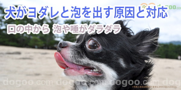 犬がヨダレと泡を口から出す 原因と対応 犬のq A集 Dogoo Com
