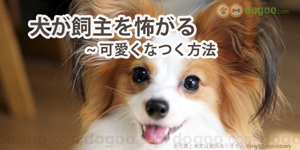 犬が飼主を怖がり避ける 可愛くなつく方法 犬のq A集 Dogoo Com