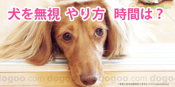 犬を無視 やり方は 時間はどれぐらい 犬のq A集 Dogoo Com