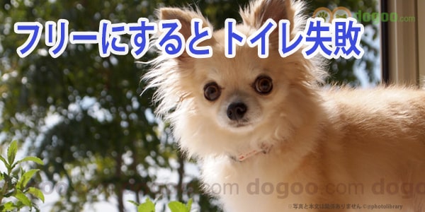 子犬を室内フリーにすると トイレ失敗する 犬の質問と回答集 Dogoo Com