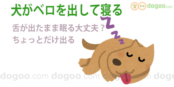 犬 ベロ 出して 寝る ちょっと 舌 出る 癖 なおす 理由 対処