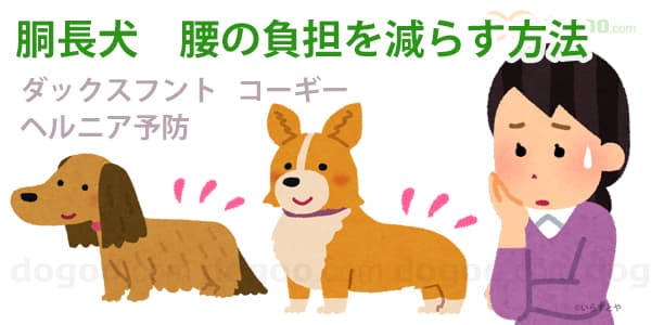 腰 負担 減らす 方法 ダックスフント 胴長犬
