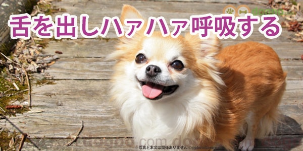 が はあはあ し てる 犬 犬は『一度会った人』を覚えてる？どうしたら覚えてもらえるの？