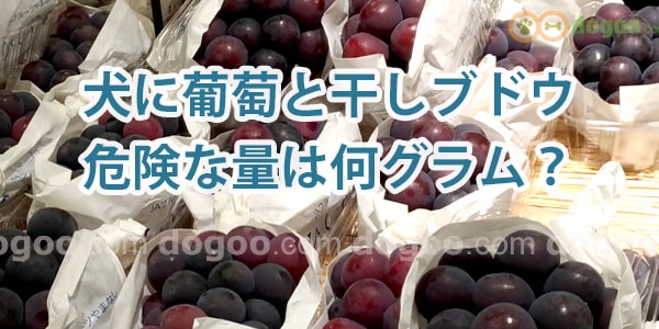 犬が葡萄と干しぶどう レーズン を食べた 危険な量は何グラム 犬のq A集 Dogoo Com