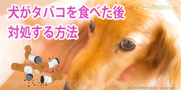 犬がタバコを食べた後 対処する方法 犬のq A集 Dogoo Com