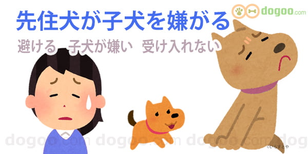 先住犬 子犬 嫌がる 避ける 受け入れない
