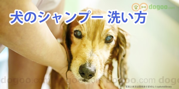 犬に初めてのシャンプー 洗い方や温度 できるコツ 動画 犬のq A集 Dogoo Com