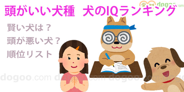 犬で頭が良い犬種は Iqが高いランキング 犬のq A集 選び方 Dogoo Com