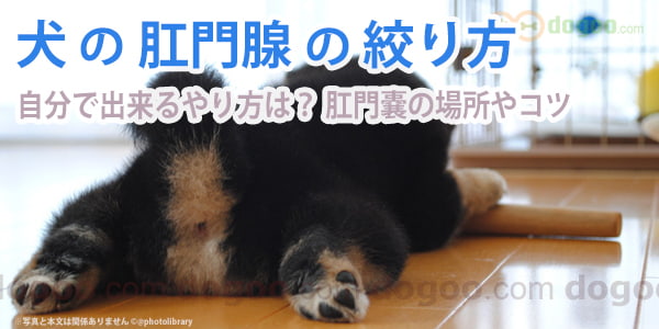 犬の肛門腺の絞り方 初心者も出来るコツ 動画 犬のq A集 Dogoo Com