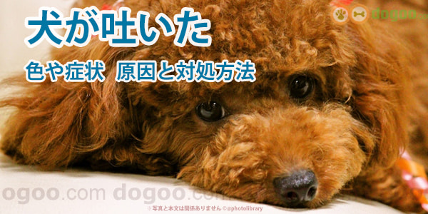 犬が吐いた 色や症状から原因とすぐできる対処方法 犬のq A集 Dogoo Com