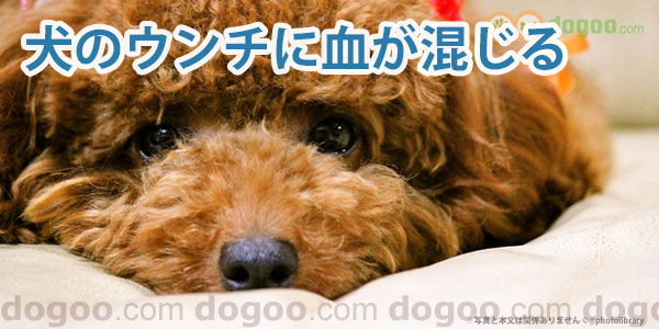 犬のウンチに血が混じる 犬のq A集 Dogoo Com