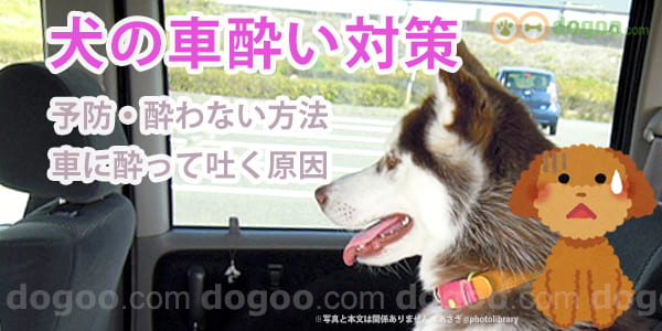 犬 車 酔い