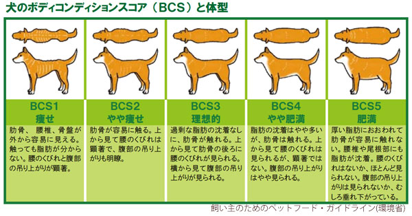 犬 ボディ・コンディション 満腹 餌の量 体型