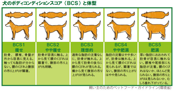 犬のダイエット 痩せるのに成功した減量方法のコツ 犬のq A集 Dogoo Com