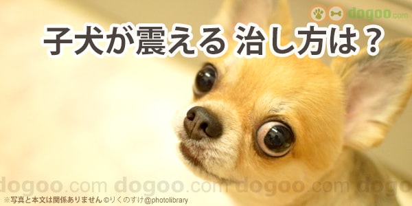 子犬が震える、プルプル痙攣は病気？治し方は？ : 犬のQ&A集 - dogoo.com