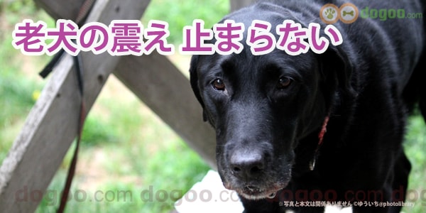 老犬の震え 足がビクビク動いて止まらない 犬のq A集 Dogoo Com