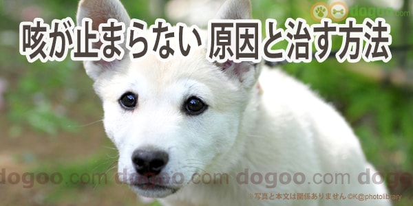 苦しそうな犬の咳が止まらない 原因と抑えて治す方法 犬のq A集 Dogoo Com