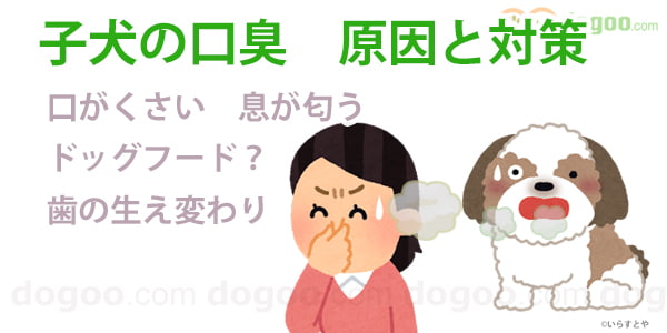 子犬の口が臭い 原因と口臭の予防方法 犬のq A集 Dogoo Com