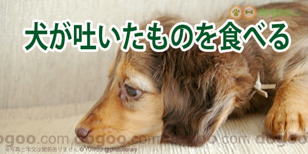 犬が吐いたものを食べる 嘔吐物はどうすればいい 犬のq A集 Dogoo Com