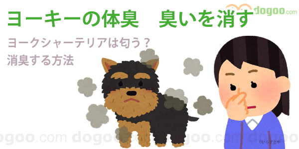 ヨーキー 臭い ヨークシャーテリア におい 消臭 対策