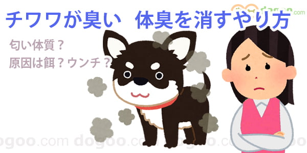 チワワ 臭い におい 消臭 対策