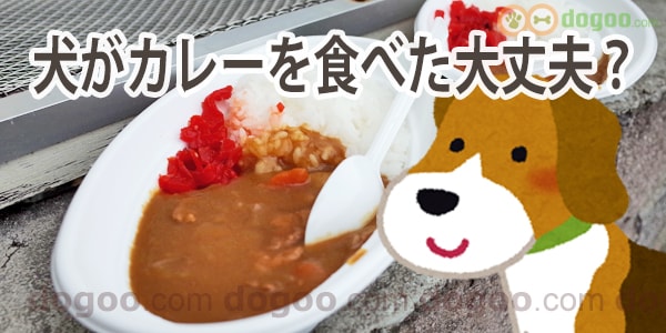 犬がカレーを食べた 大丈夫でしょうか 犬のq A集 Dogoo Com