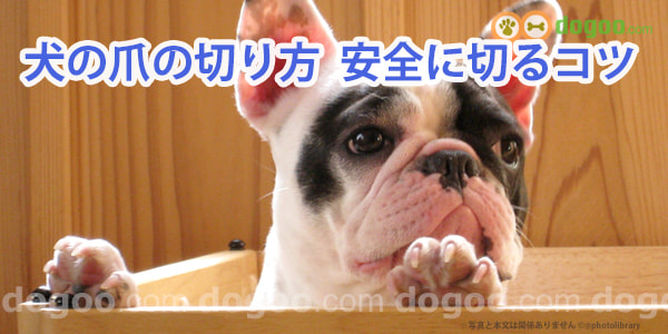 犬の爪の切り方 自宅で安全に切るコツ 犬のq A集 Dogoo Com