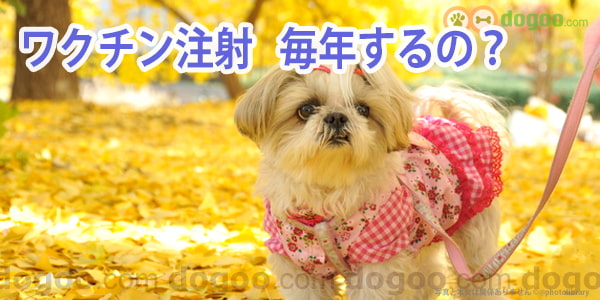 犬 ワクチン注射 毎年 する 必要 しない しなくていい