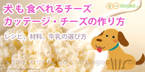 犬が食べれるチーズ カッテージチーズの作り方 犬のq A集 Dogoo Com