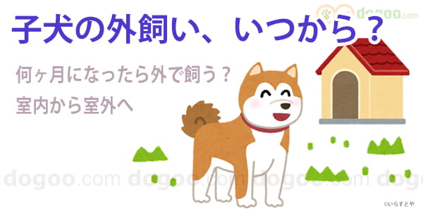 犬 子犬 外飼い いつから 何ヶ月 開始 時期