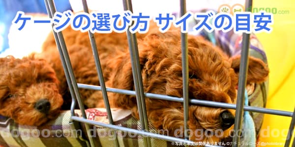 犬ケージの大きさ選び 効果的な使い方 犬のq A集 Dogoo Com