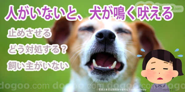 犬 朝 鳴く 吠える 止める 方法