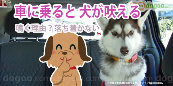 車に乗ると犬が吠える 理由と静かにする方法 犬のq A 口コミ集 Dogoo Com