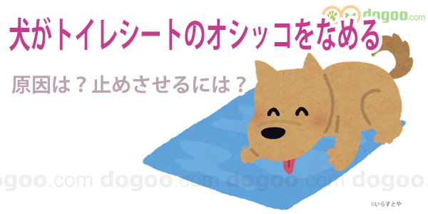 犬がトイレシートのオシッコをなめる 犬のq A集 Dogoo Com