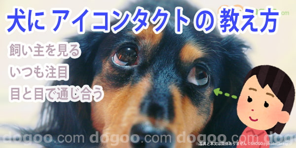 犬にアイコンタクトの教え方 初心者もできる訓練方法 犬のq A集 Dogoo Com