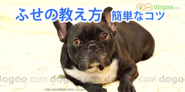 犬に ふせ の教え方 簡単なコツ 犬のしつけq A集 Dogoo Com