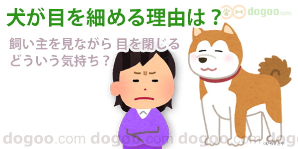 犬が目を細める理由 どんな気持ち 犬のq A集 Dogoo Com