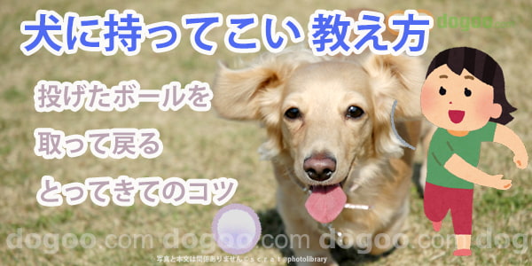 持ってこい 訓練方法と教え方 犬のq A集 Dogoo Com