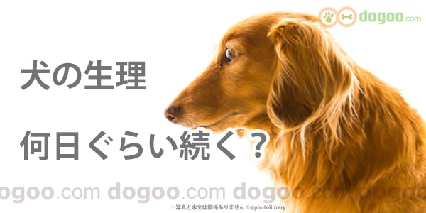犬の生理の期間は 何日続きますか 犬のq A集 メス犬の健康 Dogoo Com