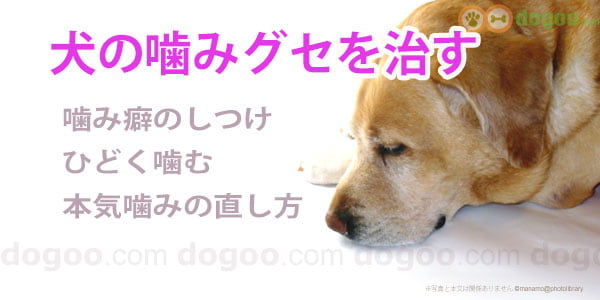 犬の噛み癖を治す 教えるコツと原因 犬のq A集 Dogoo Com