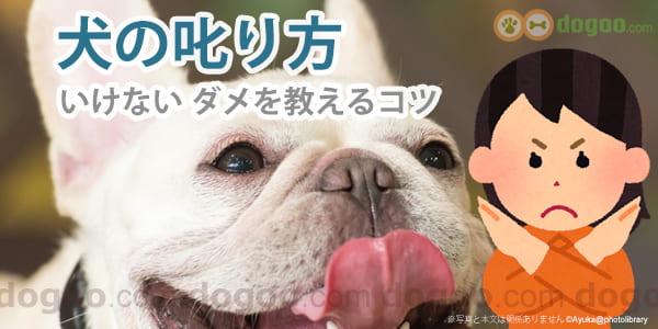 犬の叱り方 いけない ダメ ノー を教えるコツ 犬のq A集 Dogoo Com