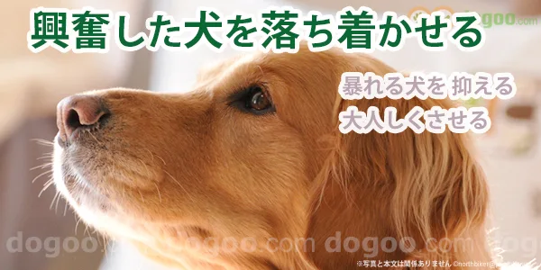 犬 興奮 落ち着かせる 方法